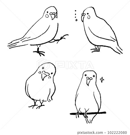 Budgie line drawing vector illustration 102222080