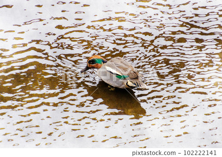 A cute wild bird teal near you A cute wild bird teal near you 102222141