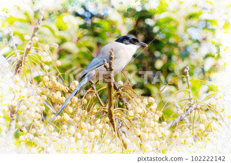 A cute wild bird near you A cute wild bird near you 102222142