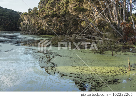 Photograph of a large lagoon full of floating debris on King Island Photograph of a large lagoon full of floating debris on King Island 102222265