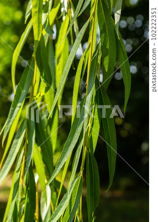 Weeping willow tree foliage background. Weeping willow branches with green leaves. Close up view of green foliage of crying willow tree 102222351