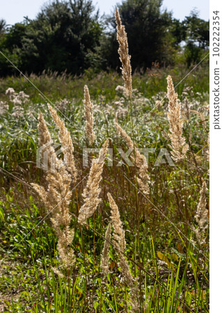 Calamagrostis epigejos is a perennial herbaceous plant of the slender leg family with a long creeping rhizome. Autumn plants with seeds. Medicinal plants Calamagrostis epigejos is a perennial herbaceous plant of the slender leg family with a long creeping rhizome. Autumn plants with seeds. Medicinal plants 102222354