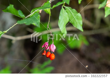 Euonymus europaeus european common spindle capsular ripening autumn fruits, red to purple or pink colors with orange seeds, autumnal colorful leaves 102222357