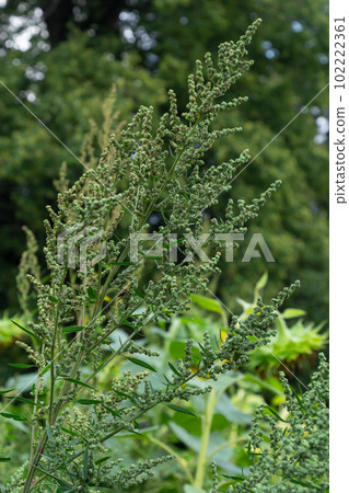 Chenopodium album is a type of annual herbaceous gray-green, covered with grayish powder plants of the Lobodaceae family 102222361