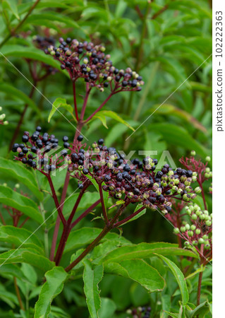 Sambucus ebulus is a poisonous perennial herb. It can also be used as a medicinal plant Sambucus ebulus is a poisonous perennial herb. It can also be used as a medicinal plant 102222363