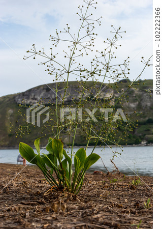 flowers of European water plantain, Alisma plantago aquatica 102222366