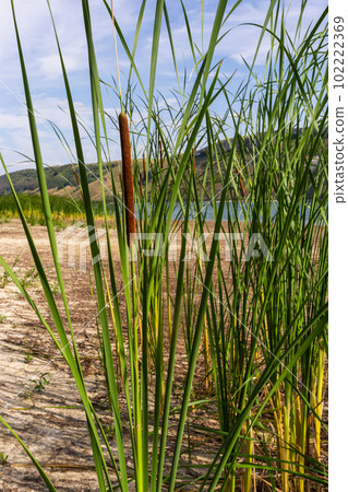 Typha latifolia broadleaf cattail, bulrush, common bulrush, common cattail, great reedmace, cooper's reed, cumbungi is perennial herbaceous plant in genus Typha Typha latifolia broadleaf cattail, bulrush, common bulrush, common cattail, great reedmace, cooper's reed, cumbungi is perennial herbaceous plant in genus Typha 102222369