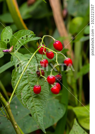 Red berries of woody nightshade, also known as bittersweet, Solanum dulcamara seen in August 102222387