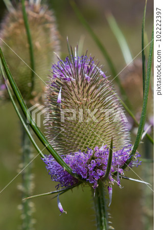 Dipsacus fullonum, wild teasel flowers in garden macro selective focus Dipsacus fullonum, wild teasel flowers in garden macro selective focus 102222397