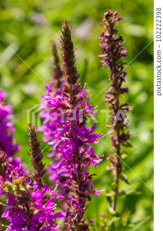 Lythrum salicaria - purple loosestrife, spiked loosestrife, purple lythrum Lythrum salicaria - purple loosestrife, spiked loosestrife, purple lythrum 102222398