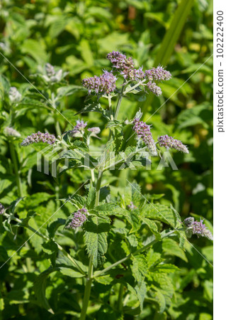 In the wild grows mint long-leaved Mentha longifolia 102222400