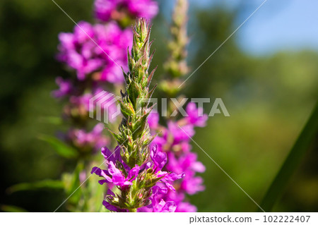 Lythrum salicaria - purple loosestrife, spiked loosestrife, purple lythrum Lythrum salicaria - purple loosestrife, spiked loosestrife, purple lythrum 102222407
