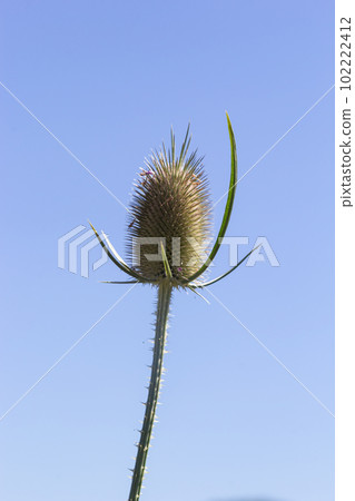 Flowers of wild teasel in autumn, also called Dipsacus fullonum or wilde karde, selected focus, Bokeh Flowers of wild teasel in autumn, also called Dipsacus fullonum or wilde karde, selected focus, Bokeh 102222412