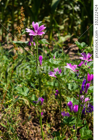 Flower of garden tree-mallow with droplets of dew on the petals Lavatera thuringiaca 102222424