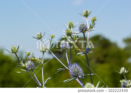 Eryngium planum flower head on summer meadow background. Herbal medicine Eryngium planum flower head on summer meadow background. Herbal medicine 102222430