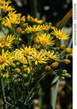 yellow flowering plants of Ragwort, Jacobaea vulgaris early morning on sunny day with blue sky in summer season close up yellow flowering plants of Ragwort, Jacobaea vulgaris early morning on sunny day with blue sky in summer season close up 102222438