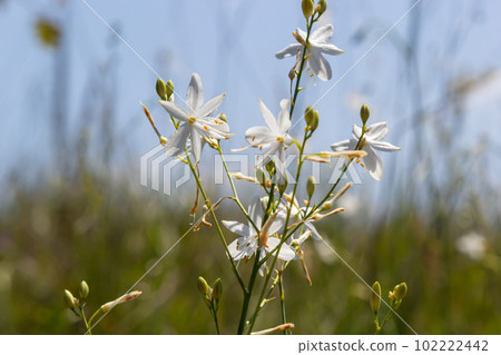 Anthericum ramosum, known as branched St Bernard's-lily, white flower, herbaceous perennial plant, blurred dark green background, selective focus Anthericum ramosum, known as branched St Bernard's-lily, white flower, herbaceous perennial plant, blurred dark green background, selective focus 102222442