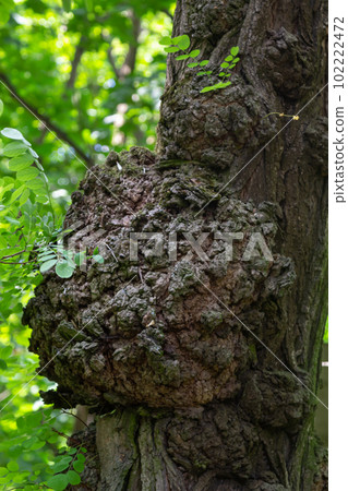 Deformed trunk of a thick old tree with painful growths on a blurred background Deformed trunk of a thick old tree with painful growths on a blurred background 102222472