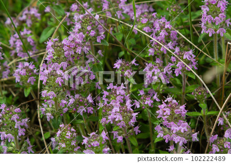 The macrophoto of herb Thymus serpyllum, Breckland thyme. Breckland wild thyme, creeping thyme, or elfin thyme blossoms close up. Natural medicine. Culinary ingredient and fragrant spice in habitat The macrophoto of herb Thymus serpyllum, Breckland thyme. Breckland wild thyme, creeping thyme, or elfin thyme blossoms close up. Natural medicine. Culinary ingredient and fragrant spice in habitat 102222489