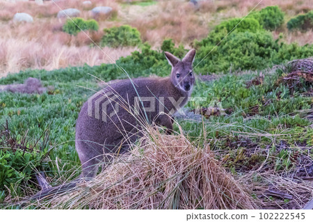 Photograph of a lone Bennetts Wallaby on King Island Photograph of a lone Bennetts Wallaby on King Island 102222545