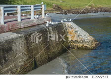 Photograph of Seagulls sitting in the sun at Currie Harbour on King Island Photograph of Seagulls sitting in the sun at Currie Harbour on King Island 102222561
