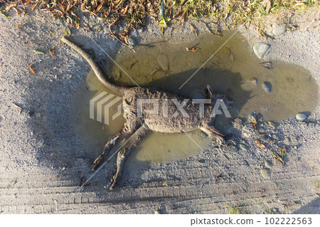 Photograph of a dead Bennetts Wallaby on a dirt road on King Island Photograph of a dead Bennetts Wallaby on a dirt road on King Island 102222563