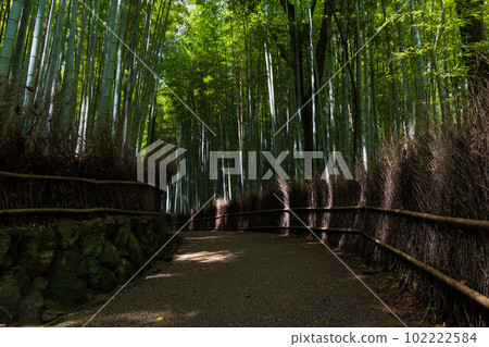 古都京都嵯峨嵐山之夏,竹林小徑 古都京都嵯峨嵐山之夏,竹林小徑 102222584