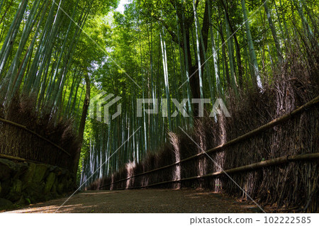 古都京都嵯峨嵐山之夏,竹林小徑 古都京都嵯峨嵐山之夏,竹林小徑 102222585