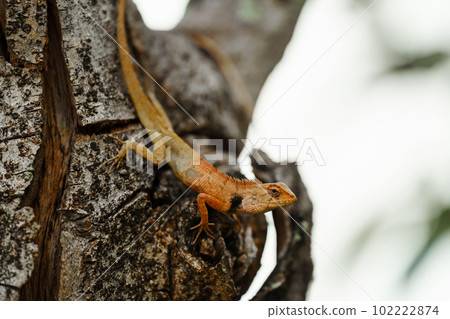 asia chameleon on tree 102222874