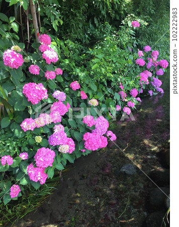 繡球花和流 102222983