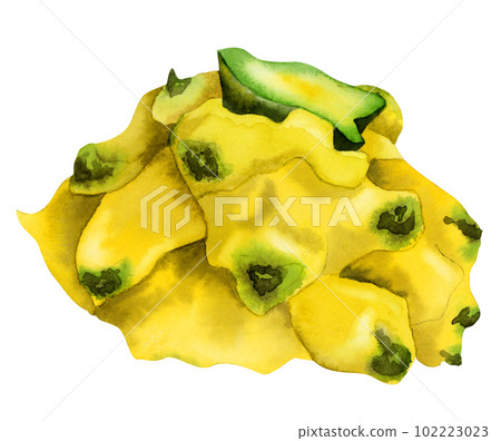 Watercolor yellow dragon fruit upper half illustration. Tropical Asian pitahaya clipart isolated on white background 102223023