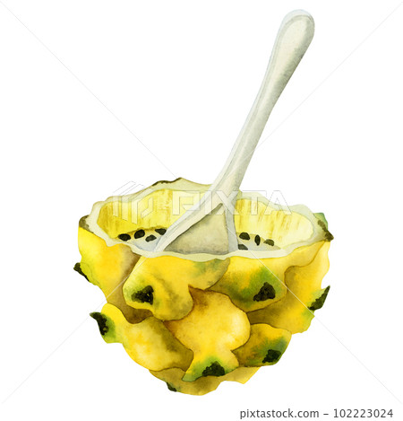 Yellow dragon fruit half dessert with spoon watercolor illustration. Tropical Asian pitaya with seeds isolated on white 102223024