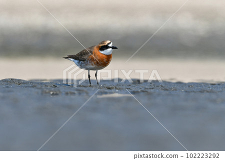 A beautiful orange and black-and-white water bird that migrates to the seaside during spring and autumn migration. 102223292