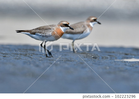 A beautiful orange and black-and-white water bird that migrates to the seaside during spring and autumn migration. 102223296