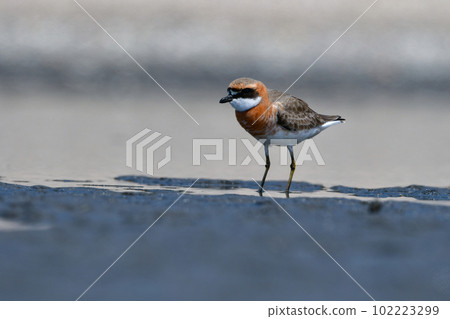 A beautiful orange and black-and-white water bird that migrates to the seaside during spring and autumn migration. 102223299