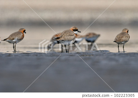 A beautiful orange and black-and-white water bird that migrates to the seaside during spring and autumn migration. 102223305