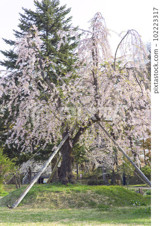 春天的早晨，青森縣弘前城城堡北部古老的垂枝櫻花盛開 102223317