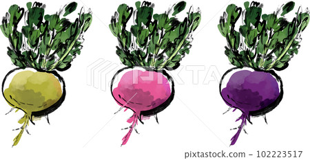 Maca watercolor style vector illustration set Maca watercolor style vector illustration set 102223517