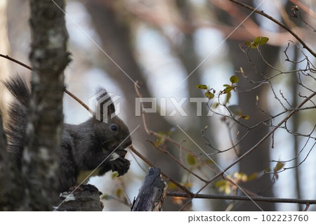 蝦夷松鼠吃醃製食品 蝦夷松鼠吃醃製食品 102223760