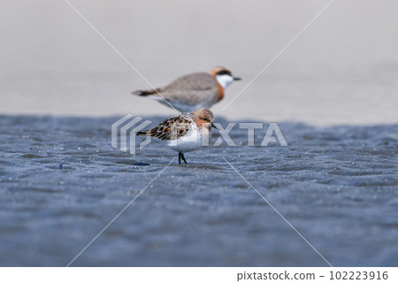 Tounen, a small water bird with beautiful red feathers that migrates to seaside tidal flats in spring and autumn 102223916