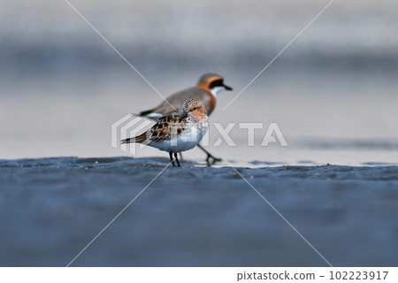 Tounen, a small water bird with beautiful red feathers that migrates to seaside tidal flats in spring and autumn 102223917