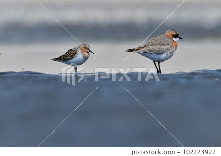 Tounen, a small water bird with beautiful red feathers that migrates to seaside tidal flats in spring and autumn 102223922