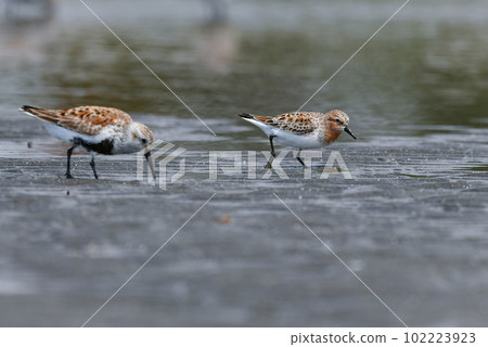 Tounen，一種長著美麗紅色羽毛的小型水鳥，在春季和秋季遷徙到海邊的潮灘 102223923