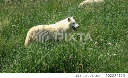 Arctic Wolf (Canis lupus arctos) 102224123