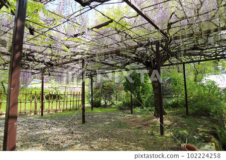 Kondo wisteria garden [Hyakugoji Temple, Ichishimacho, Tanba City, Hyogo Prefecture] 102224258