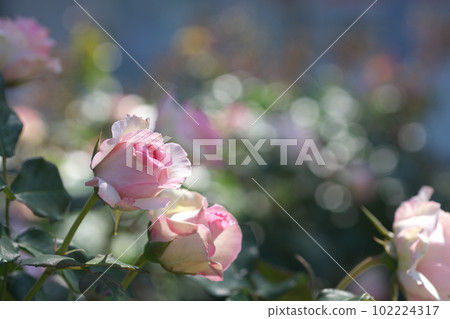 A small rose garden in the station square 102224317