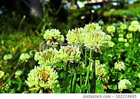 White clover blooming in Satoyama, spring scenery 102224695