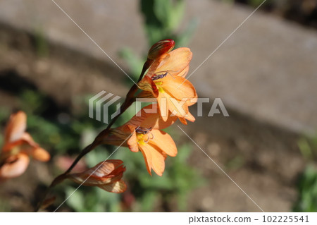 Tritonia orange flowers blooming in the spring garden 102225541