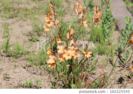Tritonia orange flowers blooming in the spring garden 102225543