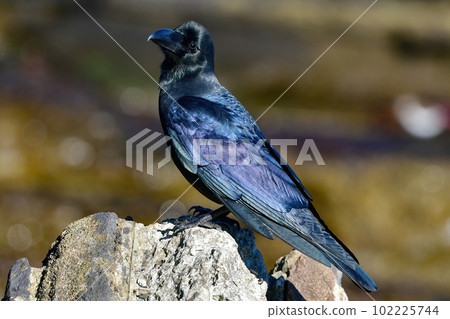 Large-billed crow, a familiar black bird often seen in towns and cities 102225744